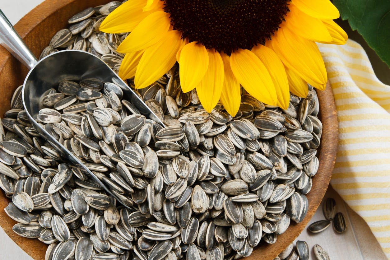 Tout Savoir Sur Les Graines De Tournesol Et Ses Bienfaits Pour La Santé